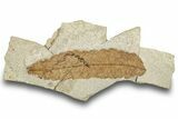 Detailed Fossil Leaf (Pos/Neg) - Green River Formation, Wyoming #248228-3
